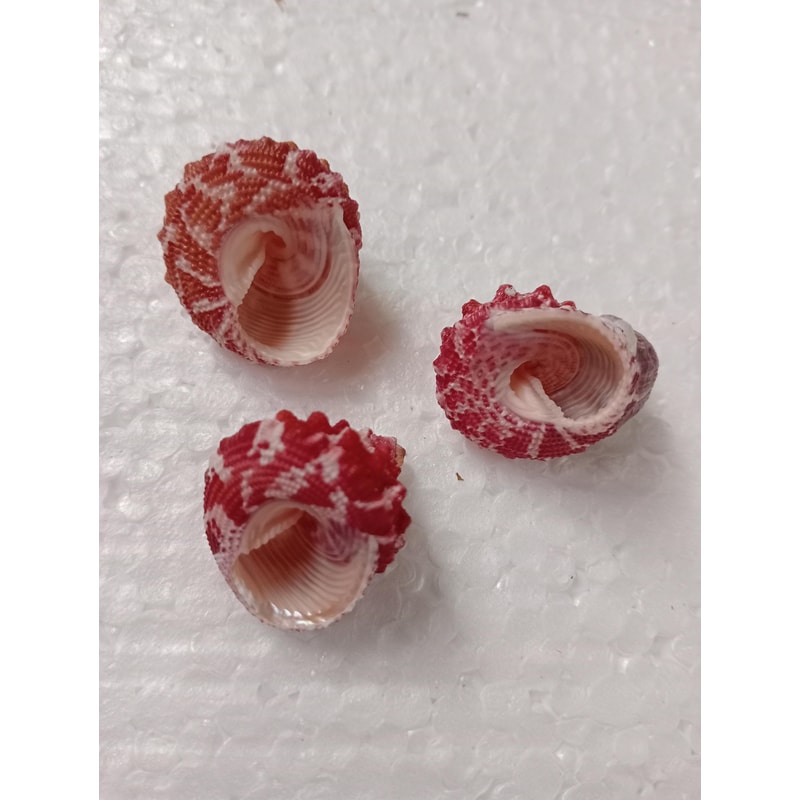 Crafts Supplies Trochus Shell Collectiblescraftingsize 22 Mm3 PCs Shells 3