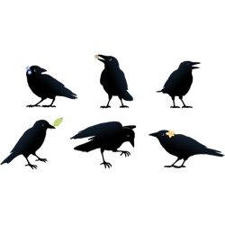playful crows
