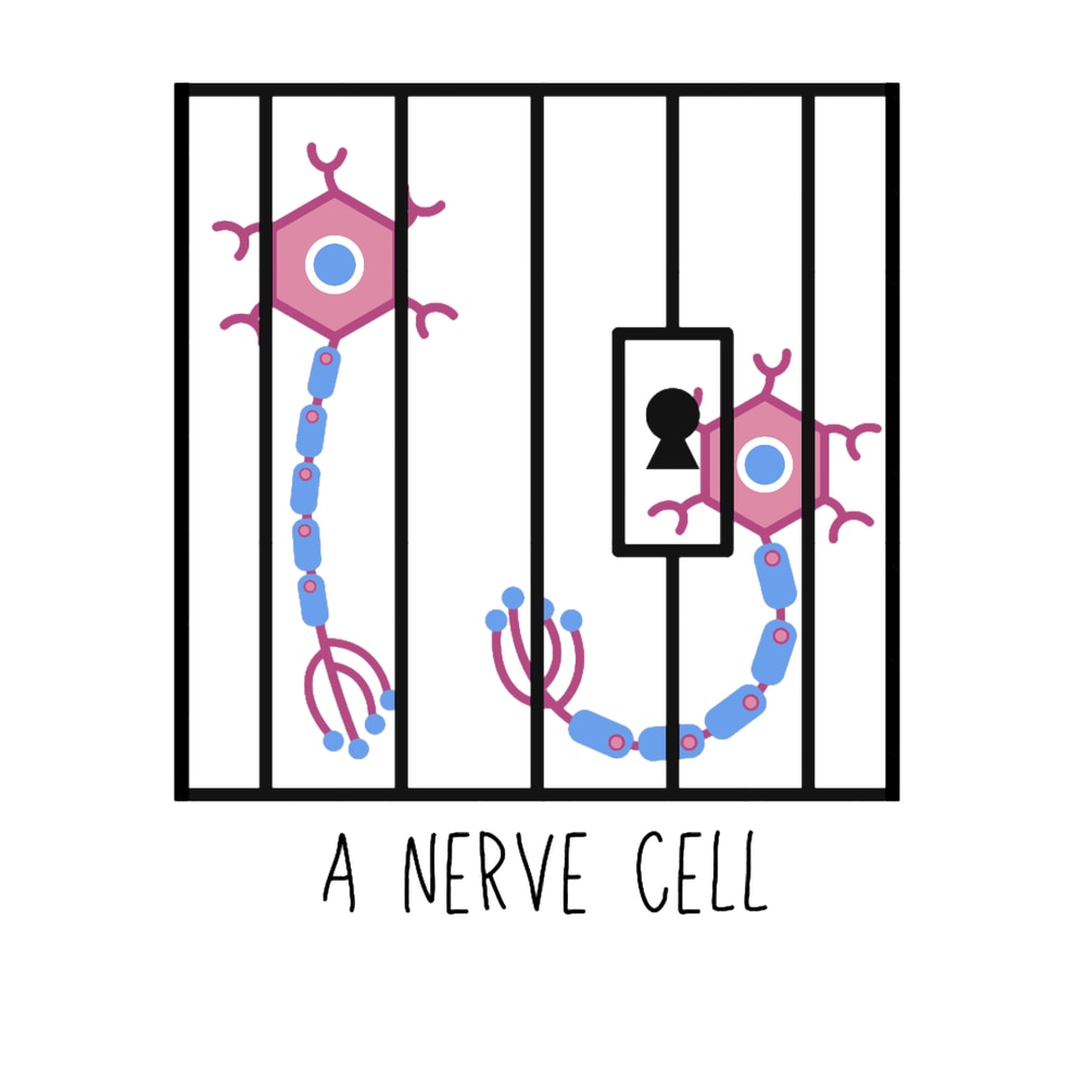 Nerve Cell Neuron Neuroscience Puns Funny Science Jokes .png
