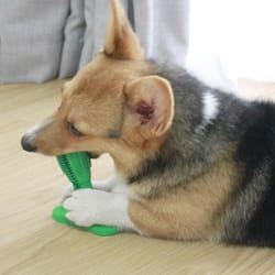 dog toothbrush toy