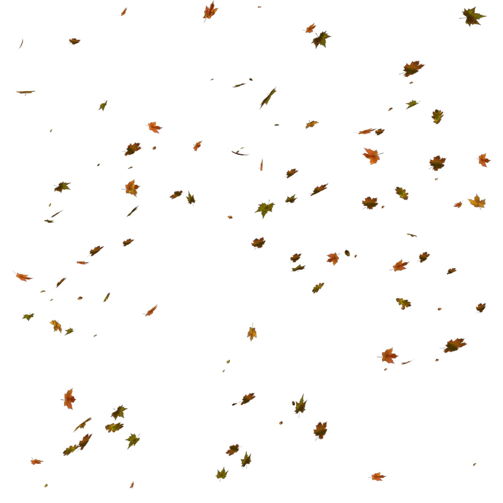 Leaves (8).png
