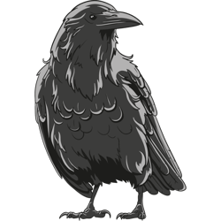 crow illustration