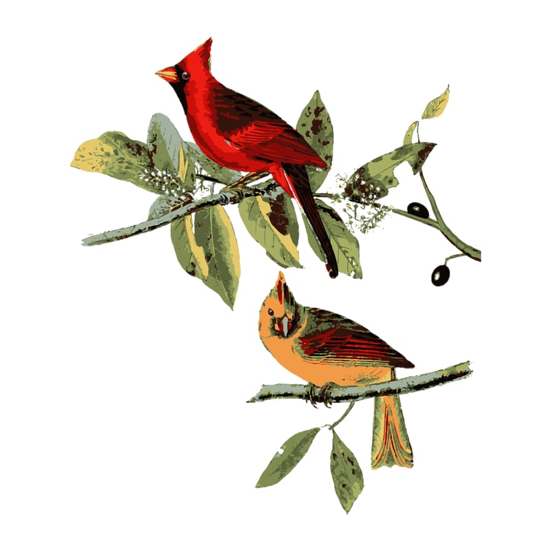 Red Cardinal Bird Male Female Gift For Cardinal Bird Lovers.png