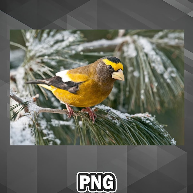 ARA13072310401341-Animal Rights Awareness PNG Evenimg Grosbeak PNG For Sublimation Print_PNG_Design.jpg