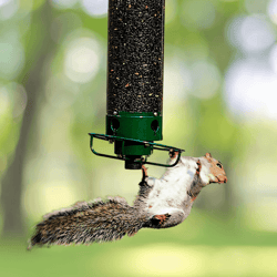 squirrel proof bird feeder with weight-activated spinning guard for calm feeding
