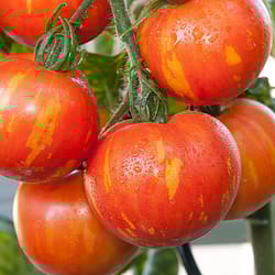 tomato seeds, 200 seeds tomato amur tiger, ukrainian organic seeds, sw125