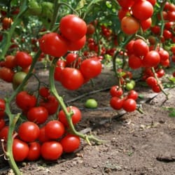 tomato seeds, 200 seeds tomato gina, ukrainian organic seeds, sw788