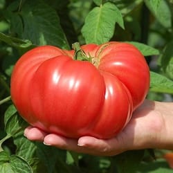 tomato seeds, 200 seeds tomato monomakh hat, ukrainian organic seeds, sw869