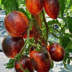 tomato seeds, 200 seeds tomato gargamel, ukrainian organic seeds, sw870