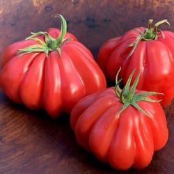 tomato seeds, 200 seeds tomato shar pei, ukrainian organic seeds, sw871