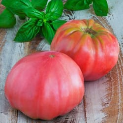 tomato seeds, 200 seeds tomato triumph pink, ukrainian organic seeds, sw906