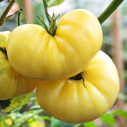 tomato seeds, 200 seeds tomato white giant, ukrainian organic seeds, sw907