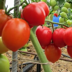 tomato seeds, 200 seeds tomato cio-cio-san, ukrainian organic seeds, sw908
