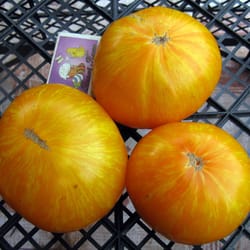 tomato seeds, 200 seeds tomato yellow zebra, ukrainian organic seeds, sw909