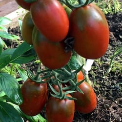 tomato seeds, 200 seeds tomato de barao black, ukrainian organic seeds, sw910