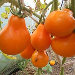 tomato seeds, 200 seeds tomato truffle amber, ukrainian organic seeds, sw911