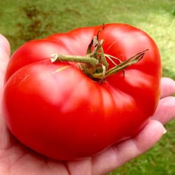 tomato seeds, 200 seeds tomato millionaire, ukrainian organic seeds, sw912