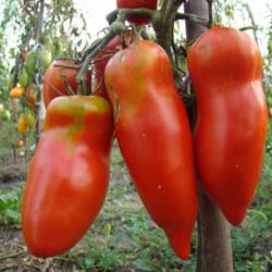tomato seeds, 200 seeds tomato pepper, ukrainian organic seeds, sw415
