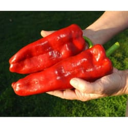pepper seeds, 200 seeds pepper marconi red, ukrainian organic seeds, sw373
