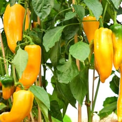 pepper seeds, 200 seeds pepper hungarian sweet, ukrainian organic seeds, sw913