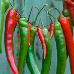 pepper seeds, 200 seeds pepper anaheim chili, ukrainian organic seeds, sw914