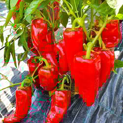 pepper seeds, 200 seeds pepper mercedes, ukrainian organic seeds, sw915