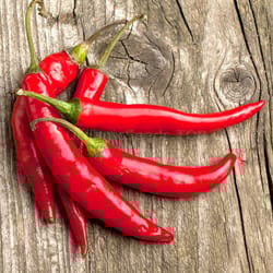 pepper seeds, 200 seeds pepper ukrainian hot, ukrainian organic seeds, sw115