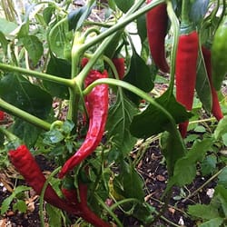 pepper seeds, 200 seeds pepper cayenne, ukrainian organic seeds, sw884
