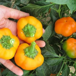 pepper seeds, 200 seeds pepper ratunda yellow, ukrainian organic seeds, sw947