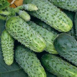 cucumber seeds, 150 seeds bee-pollinated cucumber game, ukrainian organic seeds, sw886