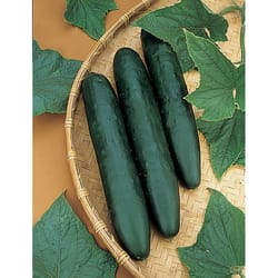 cucumber seeds, 150 seeds bee-pollinated cucumber drought-resistant, ukrainian organic seeds, sw888