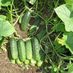 cucumber seeds, 150 seeds bee-pollinated cucumber competitor, ukrainian organic seeds, sw889