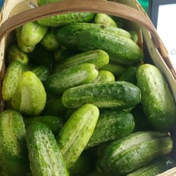cucumber seeds, 150 seeds bee-pollinated cucumber swallow, ukrainian organic seeds, sw890