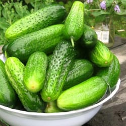 cucumber seeds, 150 seeds cucumber nezhinsky, ukrainian organic seeds, sw892