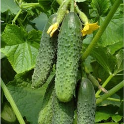 cucumber seeds, 150 seeds cucumber chernobryvtsy, ukrainian organic seeds, sw893