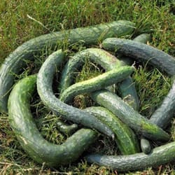 cucumber seeds, 100 seeds cucumber chinese kite, ukrainian organic seeds, sw916