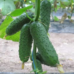 cucumber seeds, 100 seeds cucumber polonez f1, ukrainian organic seeds, sw969