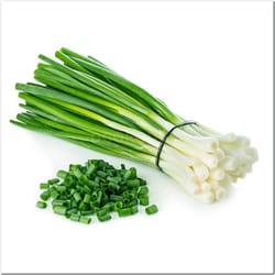 onion seeds, 500 seeds onion aprelsky, ukrainian organic seeds, sw771