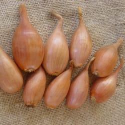 onion seeds, 500 seeds onion lubchik, ukrainian organic seeds, sw960