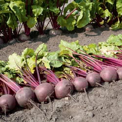 beetroot seeds, 600 rare seeds beetroot bovine blood. ukrainian organic seeds sw814