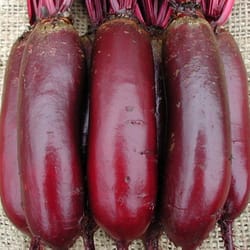 beetroot seeds, 600 rare seeds beetroot cylinder. ukrainian organic seeds sw695