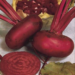beetroot seeds, 600 rare seeds beetroot egyptian, ukrainian organic seeds sw813