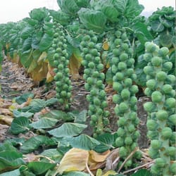 brussels sprouts seeds, 500 heirloom seeds,brussels sprouts seeds, sw31
