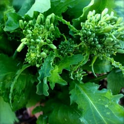 broccoli seeds, 500 micro green sprouting, broccoli rabe san marzano cabbage, sw879