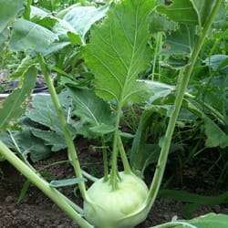 kohlrabi cabbage seeds, 500 kohlrabi giant seeds, sw881