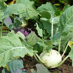 kohlrabi cabbage seeds, 500 kohlrabi white seeds, sw882