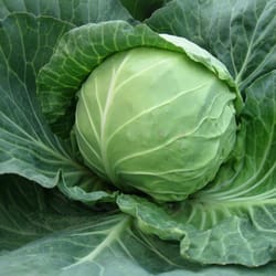 cabbage seeds, 500 white cabbage copenhagen market seeds, sw919