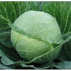 cabbage seeds, 500 cabbage whitehead olga seeds, sw967