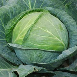 cabbage seeds, 500 cabbage whitehead amager seeds, sw968