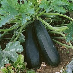 zucchini seeds 100 green zucchini mavr seeds, squash seeds,ukrainian organic seeds sw897